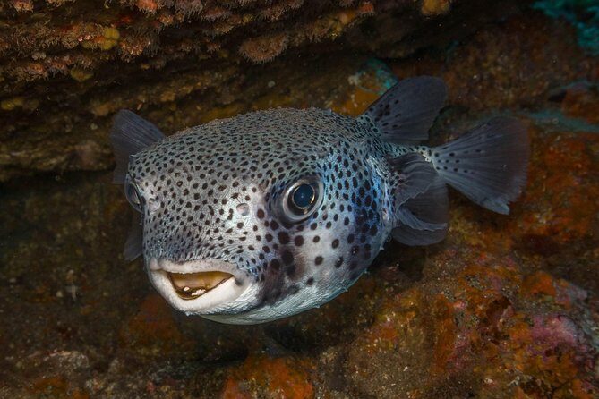 2 Dives, Certified Divers - Tenerife - Key Highlights