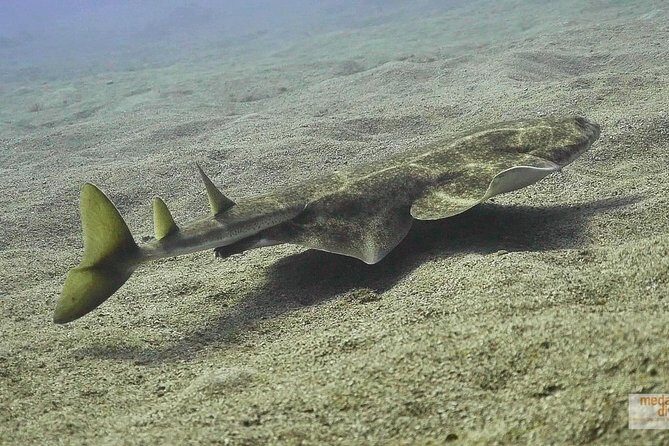 2 Dives, Certified Divers - Tenerife - Two Scuba Sessions Off El Médano: Quick Variety Without Wasting a Day