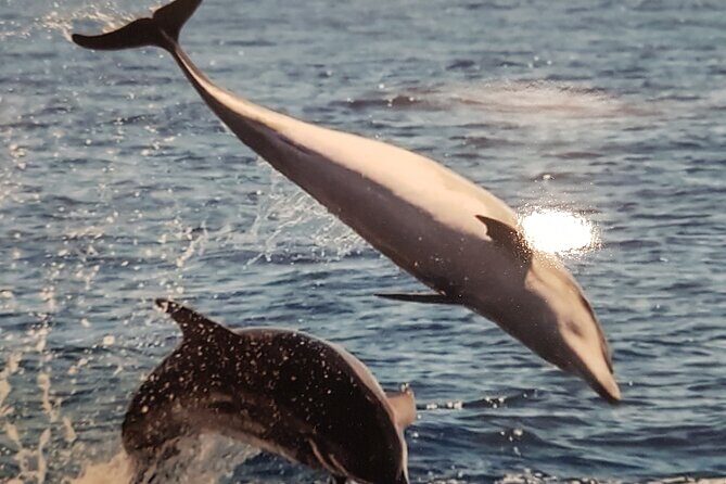 2 hour trip to see whales dolphins puerto colon adeje - Costa Adeje sea views and the volcano from the water
