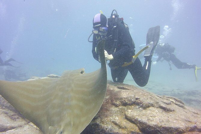 2x diving package, on request including refreshment - Tenerife underwater spot choices: wind, waves, and visibility matter