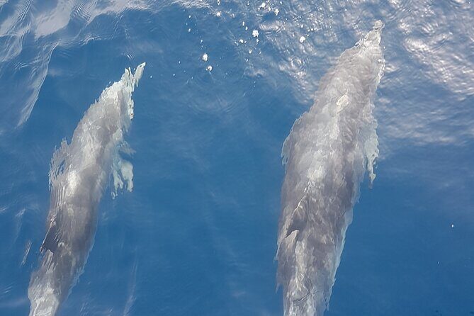 3-hour excursion to Puerto Colón Adeje to see whales - Key takeaways before you go