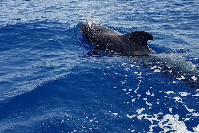 3-hour excursion to Puerto Colón Adeje to see whales - The Small Cove Snorkel Stop: Mask, Snorkel, and Fish