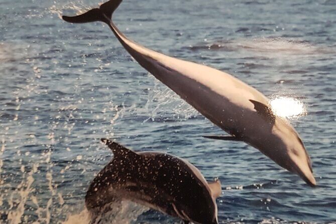 3-hour excursion to Puerto Colón Adeje to see whales - Price and Value: Why $51.66 Can Work (If You Want This Mix)