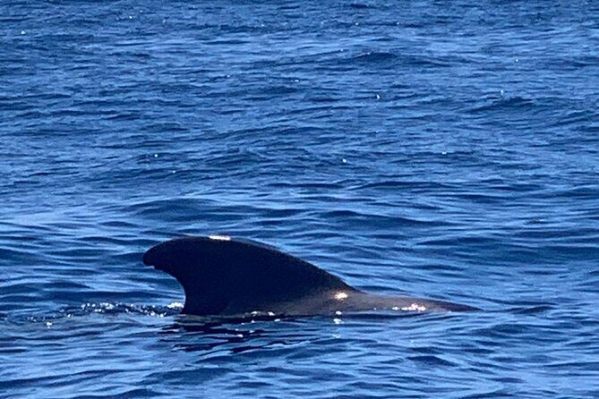 3-hour excursion to Puerto Colón Adeje to see whales - Who should book this Puerto Colón whale trip?
