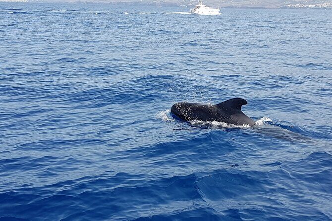 3-hour excursion to Puerto Colón Adeje to see whales - Should you book OCEAN BLUE TENERIFE’s whale excursion?