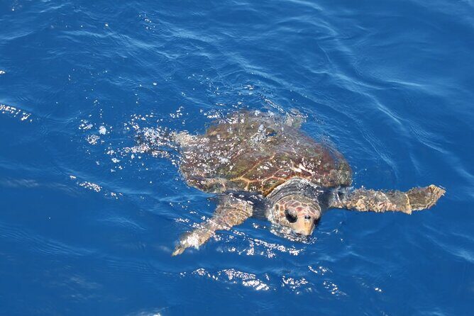 3-Hours Shared Tour to Accessible Boat en Canary Island - Walking the marine-fauna area: what to do when you’re off the boat