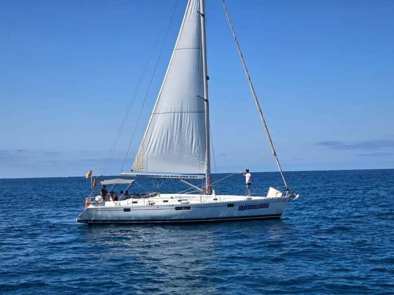 3h Whale Watching Private tour Beneteau Oceanis 440 - The secret marine stop: dolphin watching and the pilot whale search