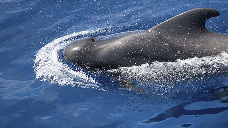 3h Whale Watching Share Tour Beneteau Oceanis 440 - Madoudou: What It’s Like Aboard a Beneteau Oceanis 440