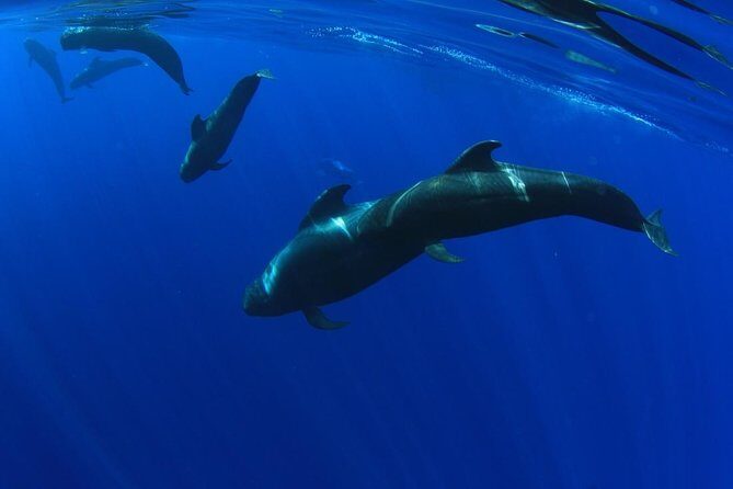 5 hr watching and listening whales and dolps. Visit Los Gigantes - Key things to know before you go