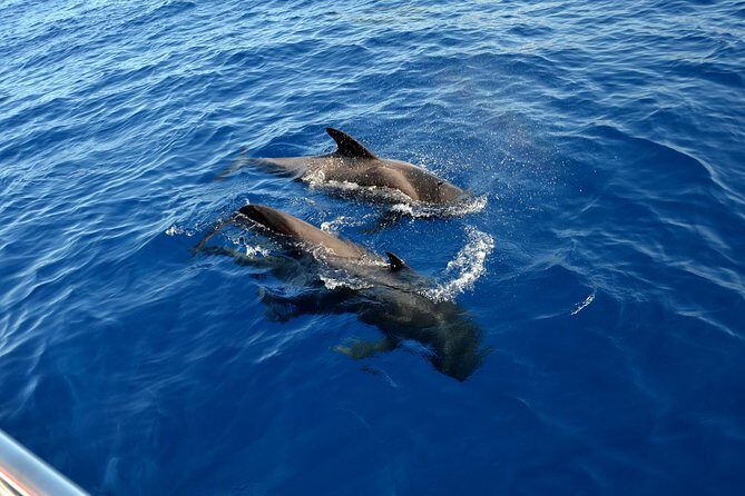 5 hr watching and listening whales and dolps. Visit Los Gigantes - Onboard lunch that actually helps the day flow