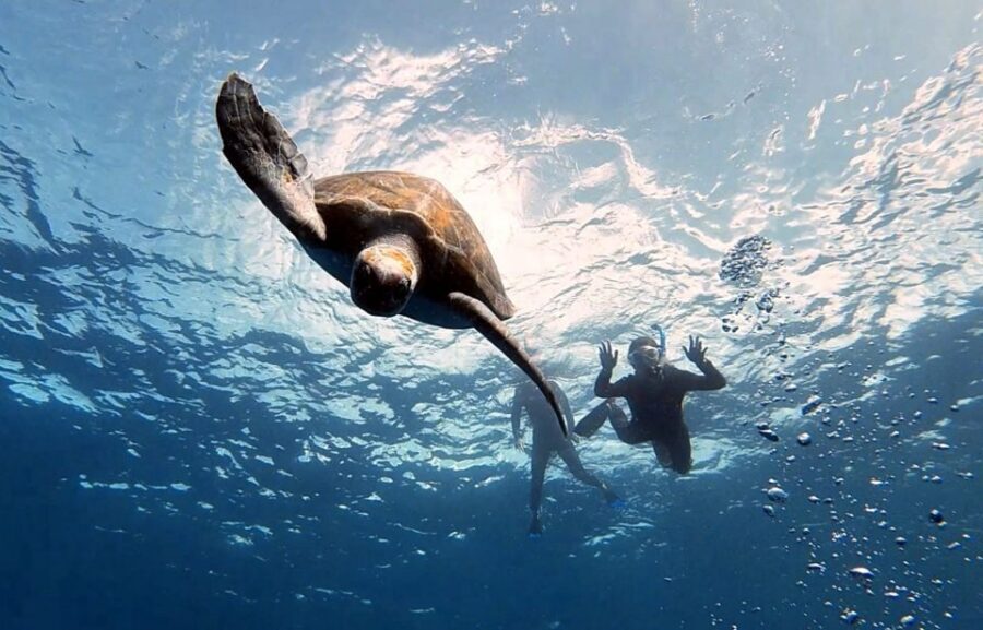 Abades: Tenerife Turtles and Rays Snorkeling Trip - Key Things You’ll Notice
