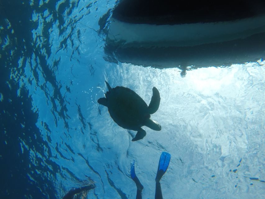 Abades: Tenerife Turtles and Rays Snorkeling Trip - Where You Meet and Why the Departure Spot Can Change