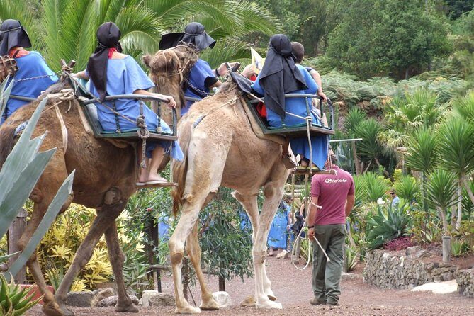 Camel Riding Tour at El Tanque, Tenerife - Key highlights worth noting