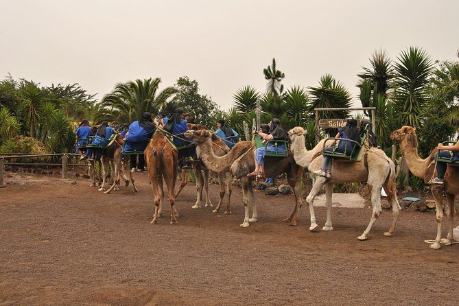 Camel Riding Tour at El Tanque, Tenerife - Timing and the camel ride itself: what 20 minutes feels like
