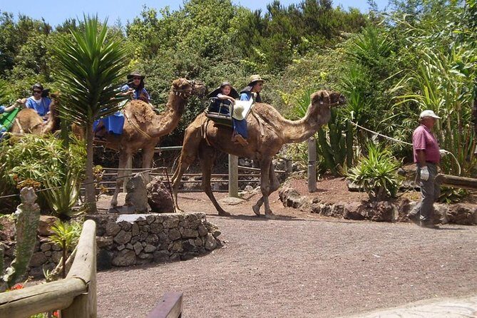 Camel Riding Tour at El Tanque, Tenerife - Animals up close: seeing the property, not just the ride