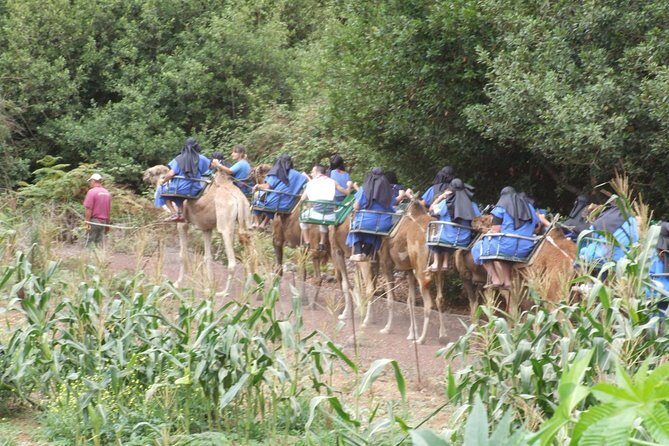 Camel Riding Tour at El Tanque, Tenerife - Optional pickups and tastings: when La Quinta, Turquesa, and Teneguía matter
