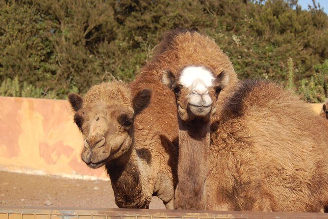 Camel Riding Tour at El Tanque, Tenerife - Costume time and the photo-sell moment