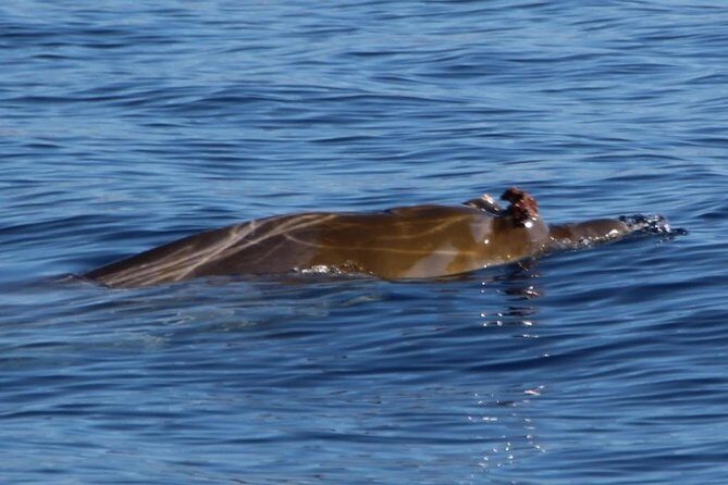Costa Adeje | Cetacean sighting in Tenerife South - Costa Adeje to the open water: why small-group eco whale watching works
