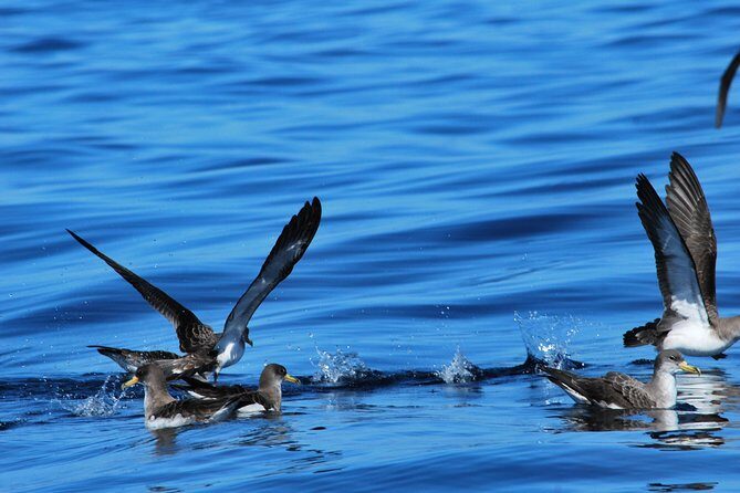 Costa Adeje | Cetacean sighting in Tenerife South - Price and value: what you’re really paying for