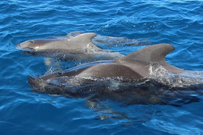 Costa Adeje | Cetacean sighting in Tenerife South - Who this tour fits best in Tenerife South