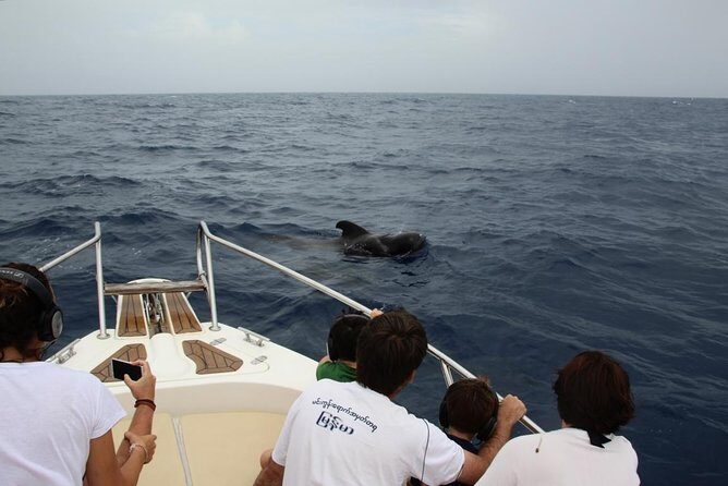 Costa Adeje | Cetacean sighting in Tenerife South - Where to meet and what the Papacho 2 setup feels like