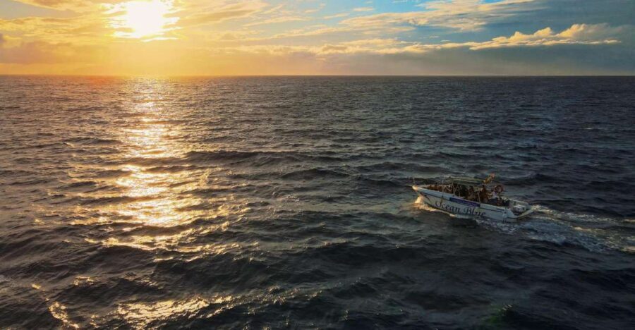 Costa Adeje: Whale and Dolphin-Watching Boat Excursion - How you actually spot whales and dolphins (and why you might not see all of them)