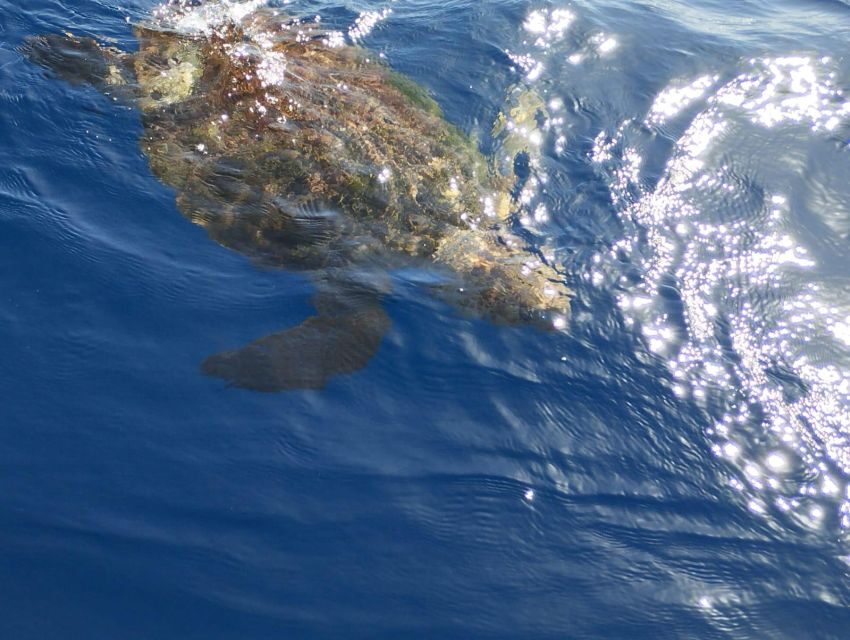 Costa Adeje: Whale and Dolphin-Watching Boat Excursion - Food and drinks: simple, included, and timed well