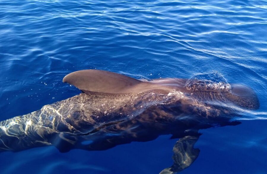 Costa Adeje: Whale and Dolphin-Watching Boat Excursion - Weather reality check: rough seas change the sightings