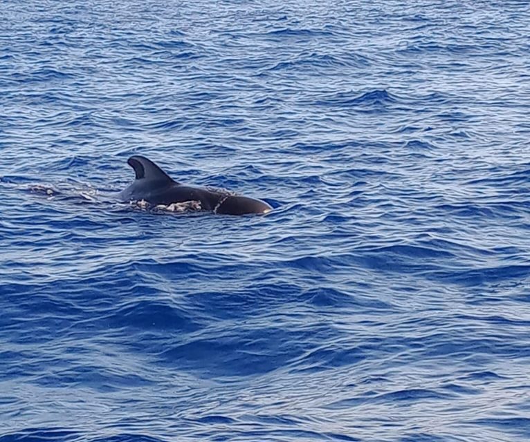 Costa Adeje: Whale and Dolphin-Watching Boat Excursion - The 2-hour cruise rhythm around Puerto Colón