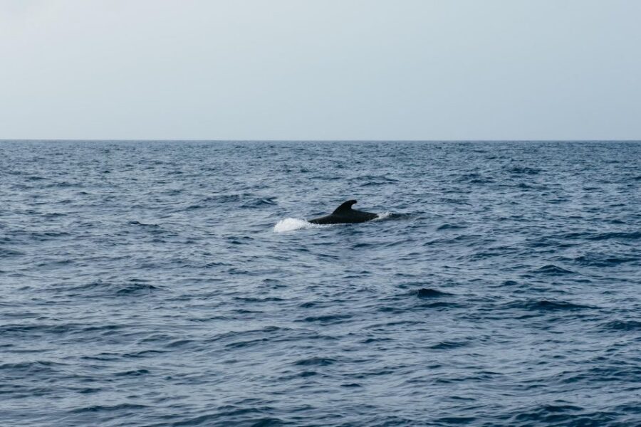 Costa Adeje: Whale & Dolphin Eco-Cruise with Snacks & Drinks - Comfort, group size, and the seasickness reality check