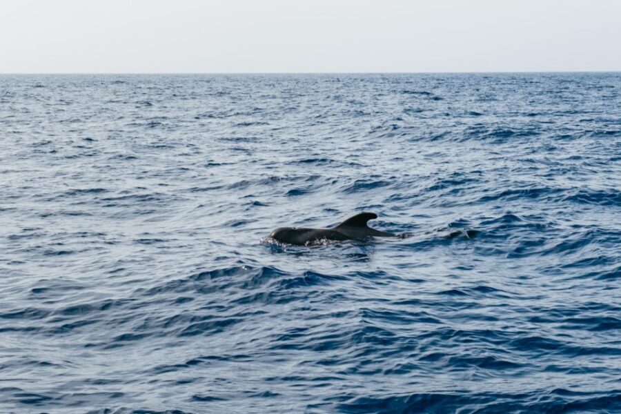 Costa Adeje: Whale & Dolphin Eco-Cruise with Snacks & Drinks - 3-hour vs 5-hour extended: Los Gigantes and Masca from the sea