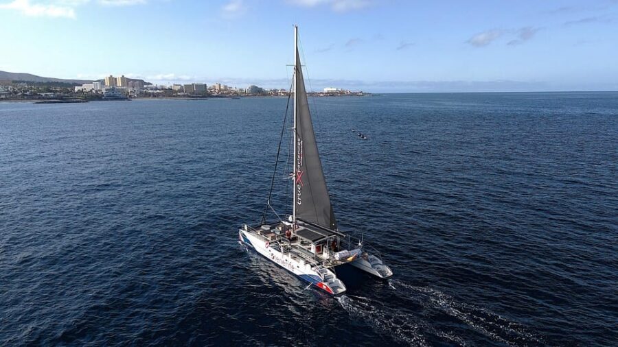 Costa Adeje: Whale & Dolphin Eco-Cruise with Snacks & Drinks - Food and drinks on board: more than just a snack
