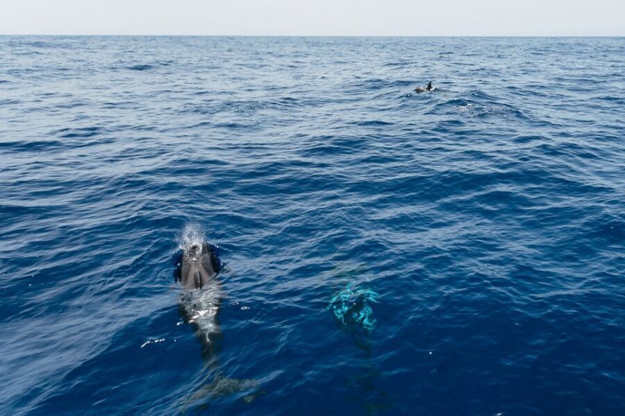 Costa Adeje: Whale Watching Catamaran Tour with Drinks - How the Costa Adeje catamaran sets you up for whales