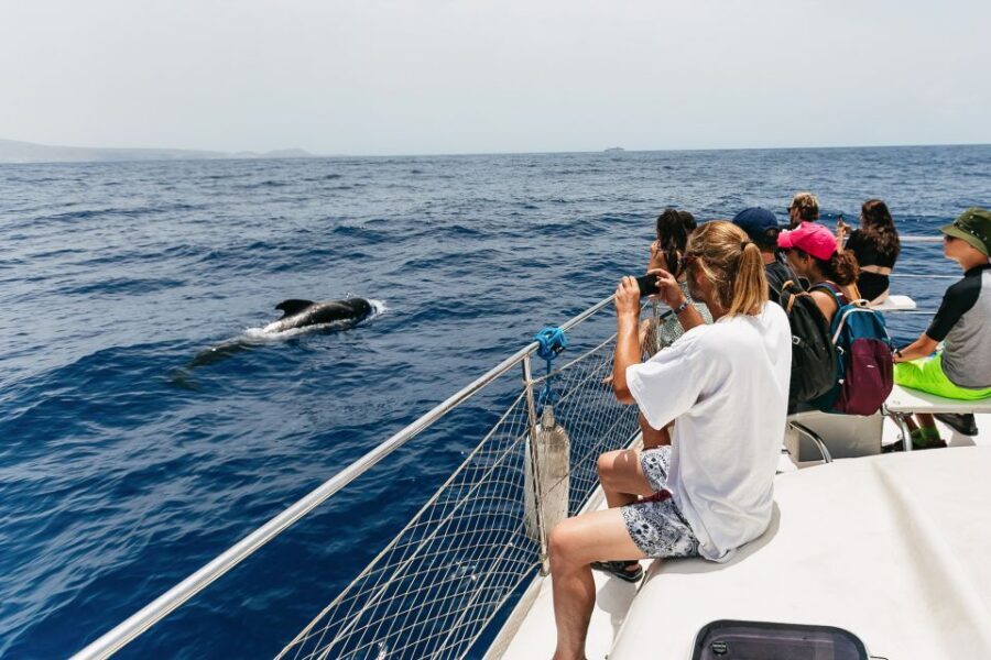 Costa Adeje: Whale Watching Catamaran Tour with Drinks - On-board vibes: drinks, music, and getting your bearings fast