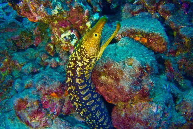 DEEP DIVING SPECIALITY - Discover a new world up to 40m depth ! - Meeting at Las Galletas: easy location, easy start