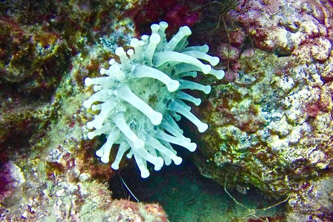 DEEP DIVING SPECIALITY - Discover a new world up to 40m depth ! - Who should choose this course—and who should pause