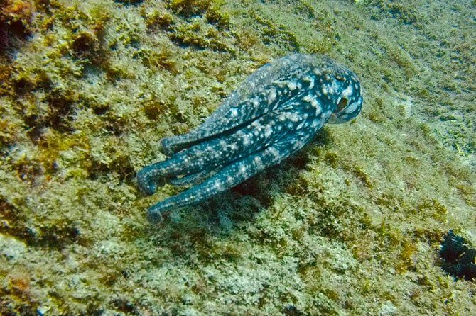 DEEP DIVING SPECIALITY - Discover a new world up to 40m depth ! - Price and value: what $439.13 covers (and what to budget)