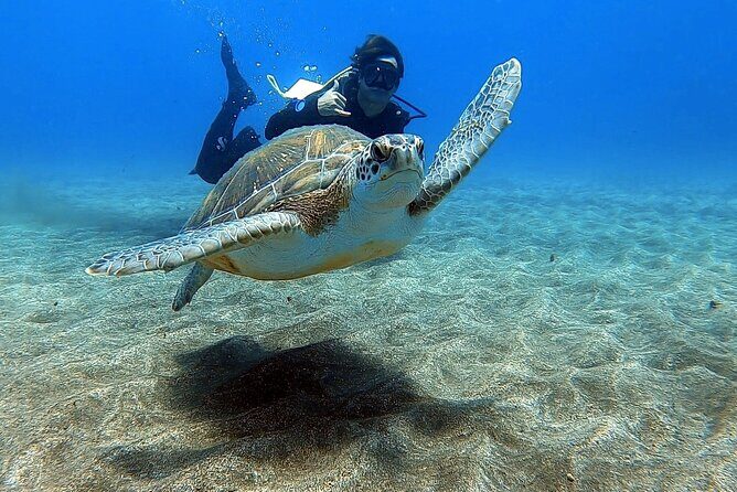 Discover beginner diving in Tenerife - Key Things to Know Before You Go