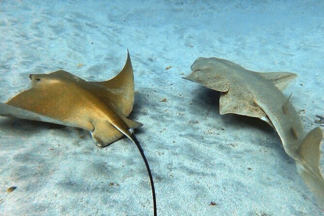 Discover beginner diving in Tenerife - Price and Value: Why $90.02 Makes Sense Here