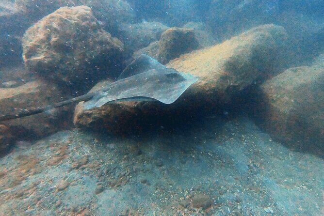 Discover beginner diving in Tenerife - Who This Session Fits Best (and Who Should Double-Check)