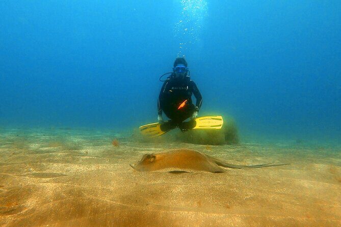 Discover beginner diving in Tenerife - Should You Book This Tenerife Beginner Scuba Session?