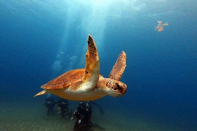 Discover beginner diving in Tenerife - Medical Form, Medication Certificates, and the Health Rules That Matter