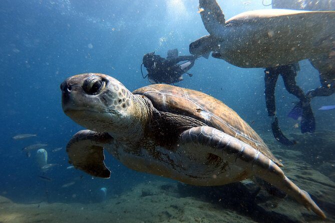 Discover Scuba Diving Experience in Turtle Habitat - Small-Group Turtle Habitat Scuba in Tenerife: Why It Feels More Like Coaching