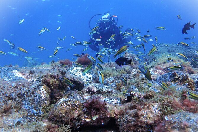 Discover Scuba Diving . First Experience underwater - Playa de las Vistas: practice that builds confidence fast