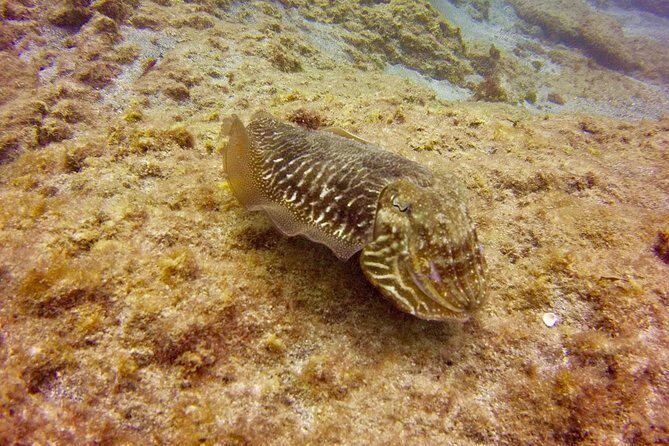 DISCOVER SCUBA DIVING - First step to your certification - In the Water With Ludo and Julie: Skills First, Then Real Wildlife