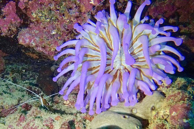 DISCOVER SCUBA DIVING - First step to your certification - Price and Value in Real Terms: What You’re Paying For