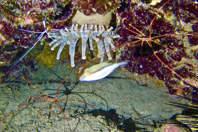 DISCOVER SCUBA DIVING - First step to your certification - Weather and Comfort Tips for Tenerife’s South Coast