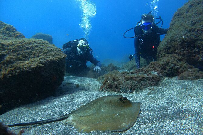 Discover Scuba Diving in Tenerife - Price and value: what $78.64 really covers in this 90-minute format
