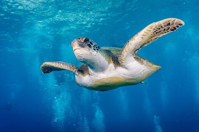 Discover Scuba Diving, Playa de las Americas - Key Highlights You’ll Actually Feel