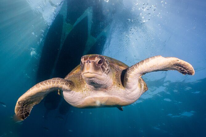 Discover Scuba Diving program: shore + boat dives - Boat trip and open-ocean session: the thrill, with support